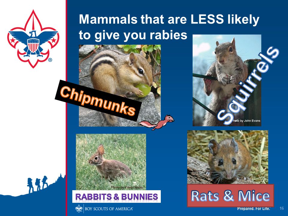 Mammals that are LESS likely to give you rabies