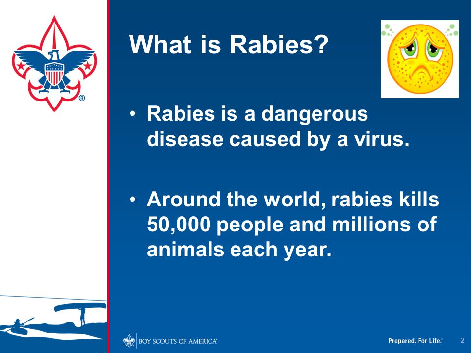 What is Rabies Rabies is a dangerous disease caused by a virus.