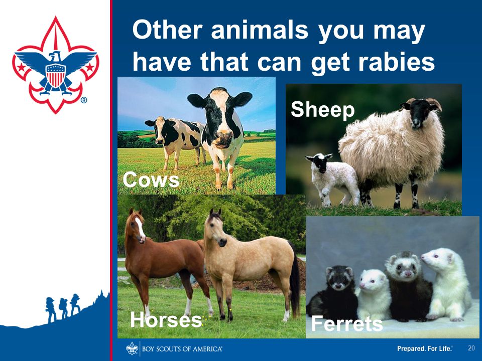 Other animals you may have that can get rabies