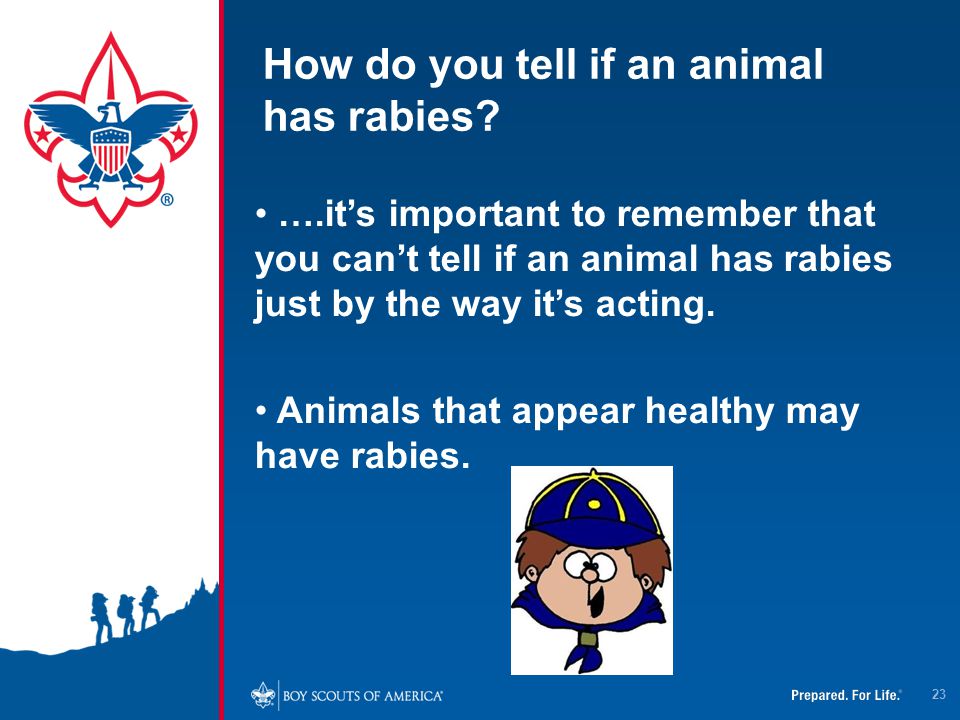 How do you tell if an animal has rabies