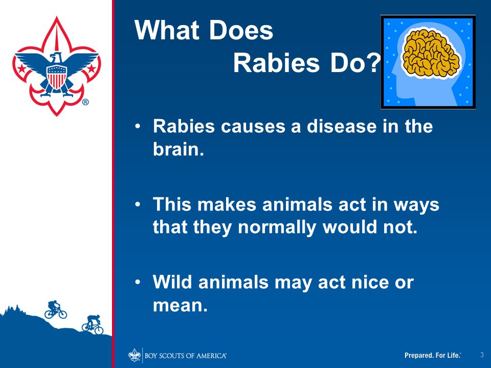 What Does Rabies Do Rabies causes a disease in the brain.