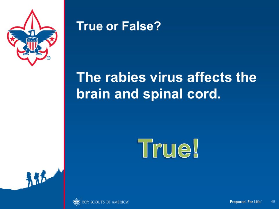True! The rabies virus affects the brain and spinal cord.