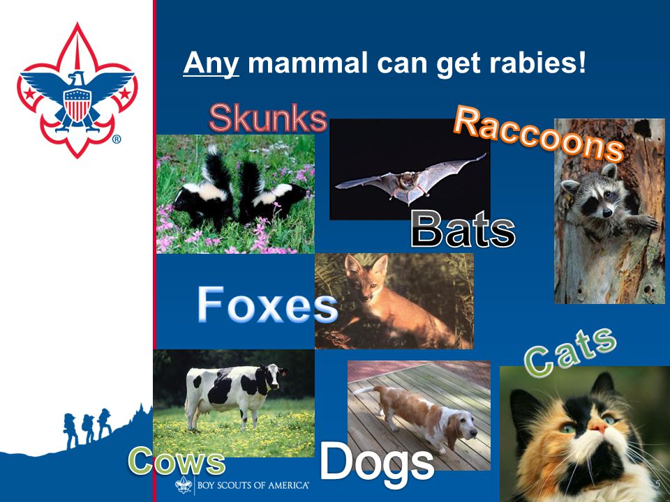 Any mammal can get rabies!