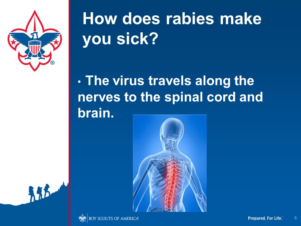 How does rabies make you sick
