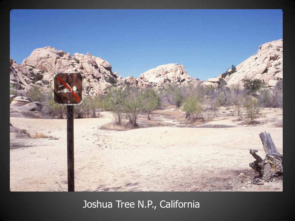Joshua Tree N.P., California