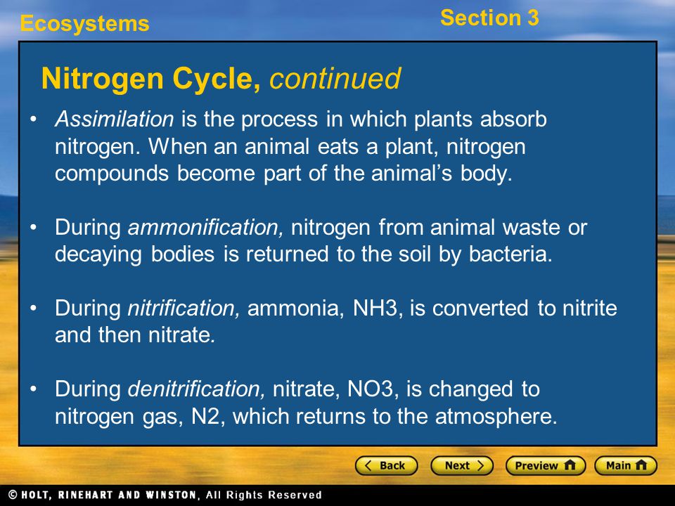 Nitrogen Cycle, continued