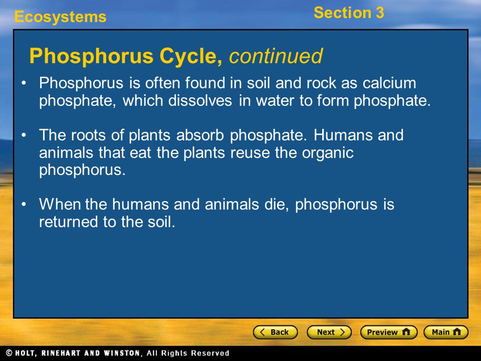 Phosphorus Cycle, continued