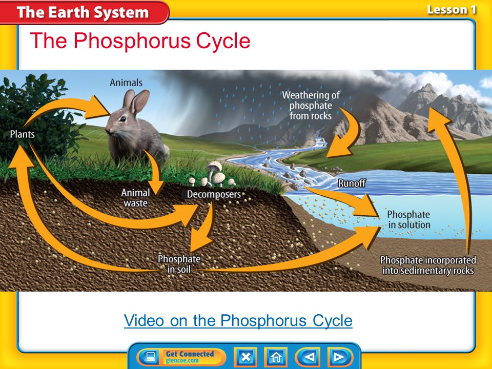 The Phosphorus Cycle Video on the Phosphorus Cycle Lesson