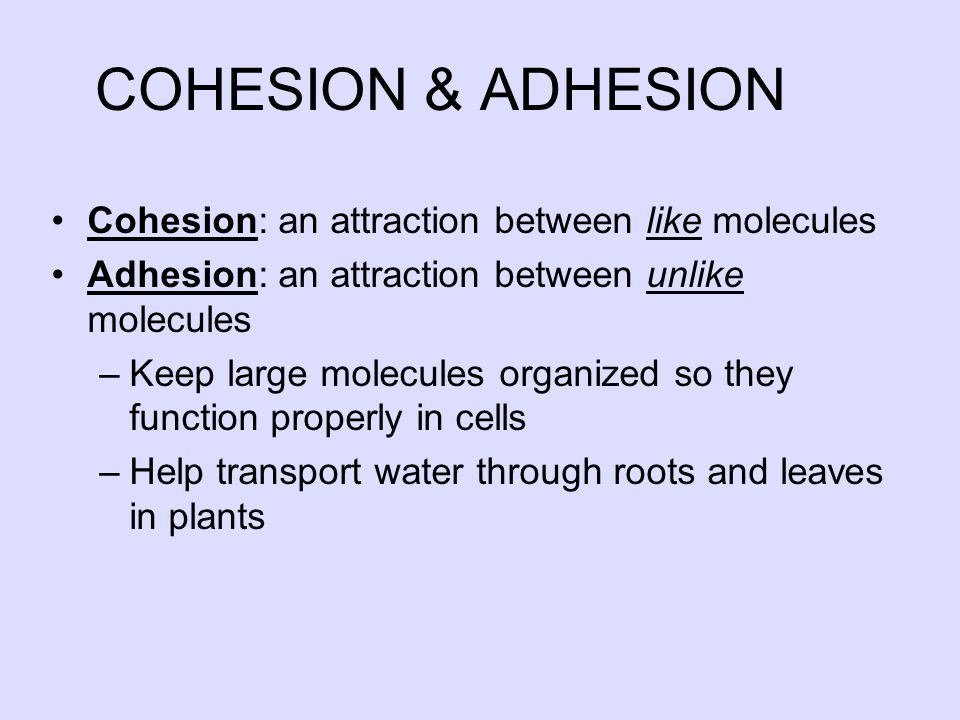 COHESION & ADHESION Cohesion: an attraction between like molecules