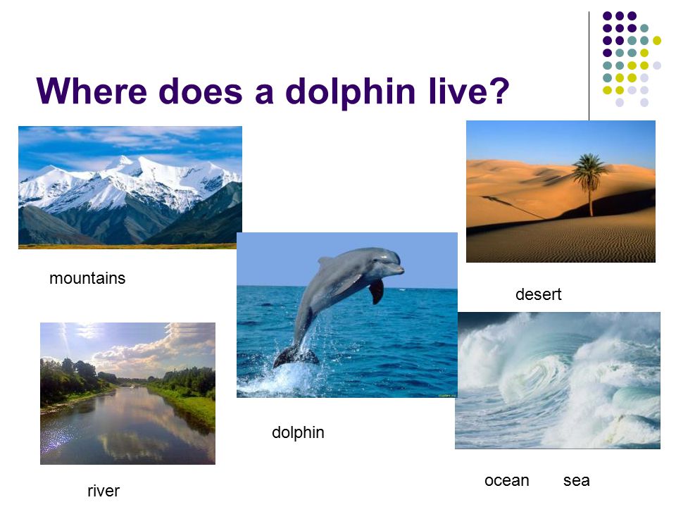 Where does a dolphin live