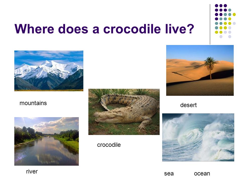 Where does a crocodile live