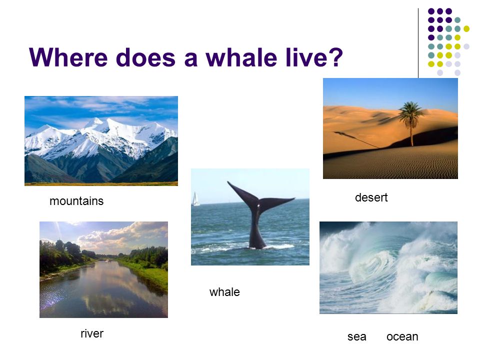 Where does a whale live desert mountains whale river sea ocean