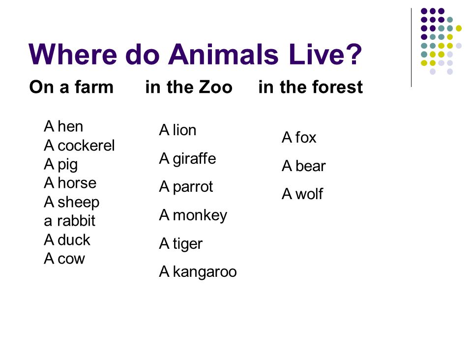 Where do Animals Live On a farm in the Zoo in the forest A hen A lion