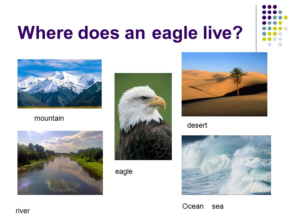 Where does an eagle live