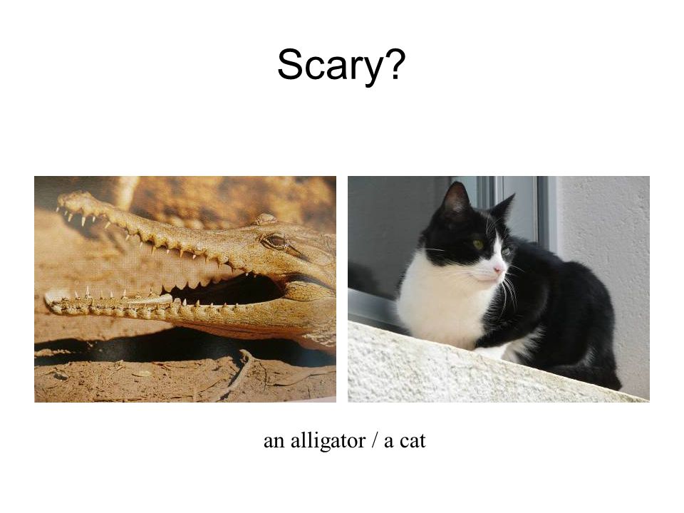 Scary an alligator / a cat