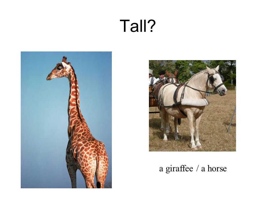 Tall a giraffee / a horse