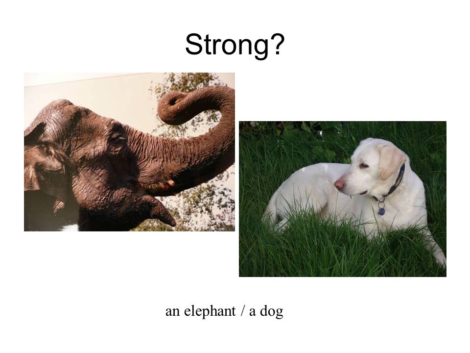 Strong an elephant / a dog