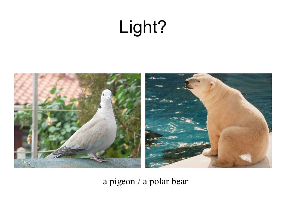 Light a pigeon / a polar bear