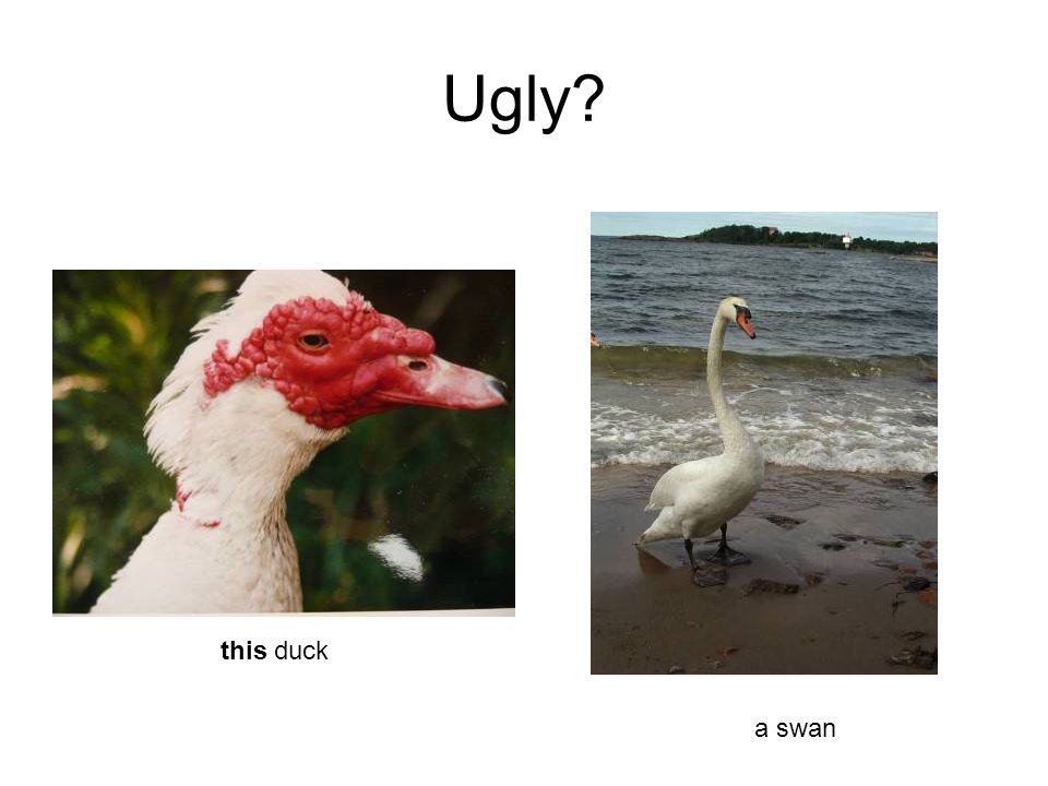 Ugly this duck a swan