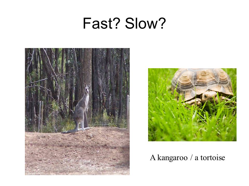 Fast Slow A kangaroo / a tortoise