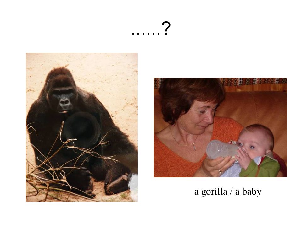 a gorilla / a baby