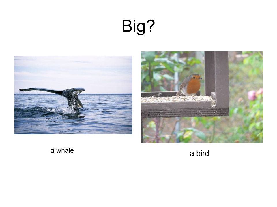 Big a whale a bird