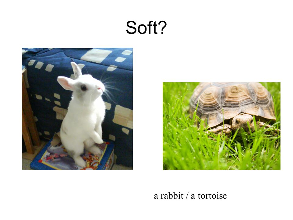 Soft a rabbit / a tortoise