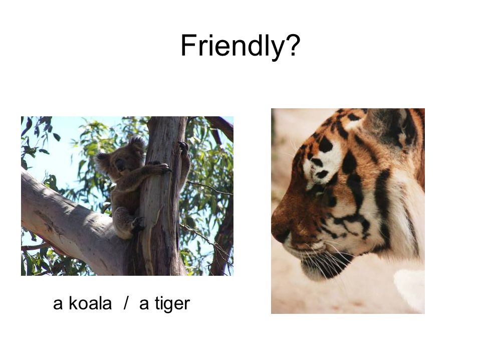Friendly a koala / a tiger
