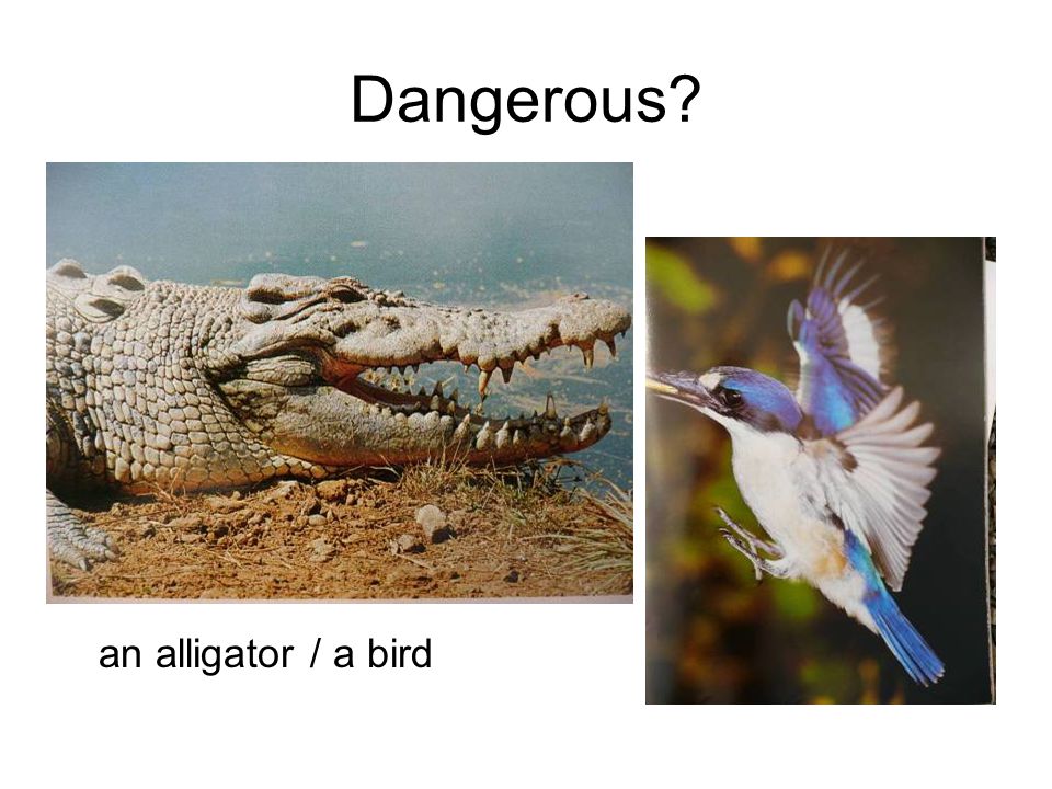 Dangerous an alligator / a bird