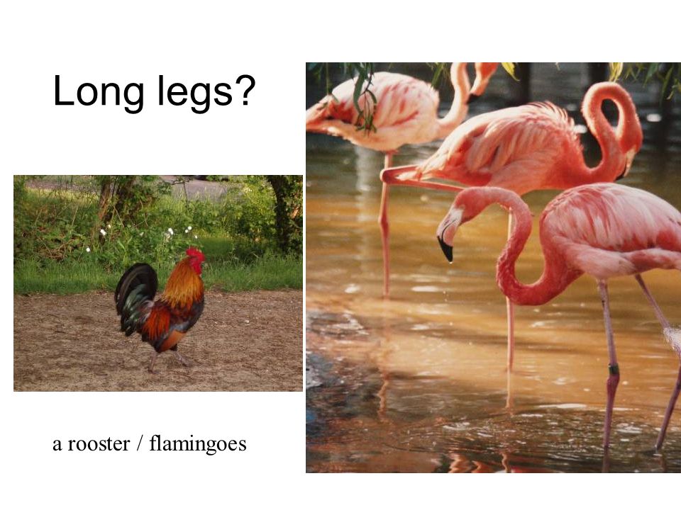 Long legs Gecko a rooster / flamingoes