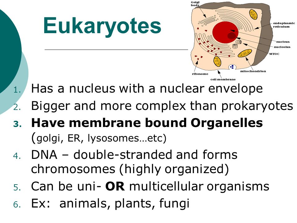 Eukaryotes Has a nucleus with a nuclear envelope