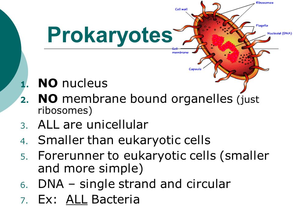 Prokaryotes NO nucleus NO membrane bound organelles (just ribosomes)
