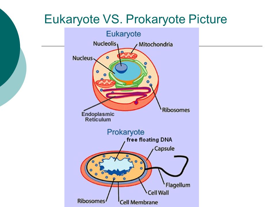 Eukaryote VS. Prokaryote Picture