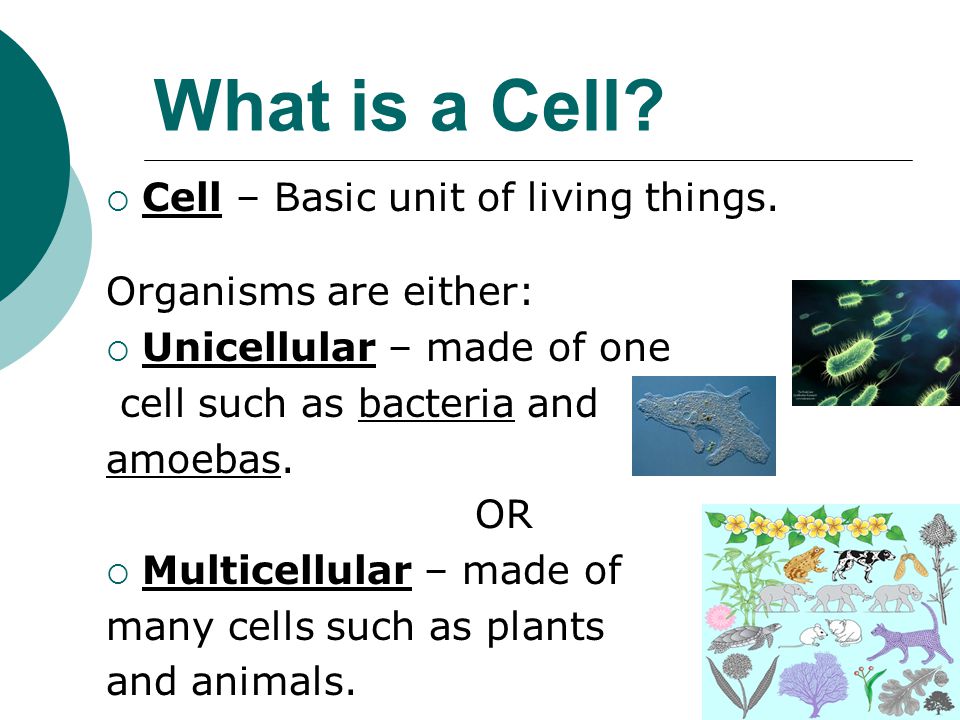 What is a Cell Cell – Basic unit of living things.