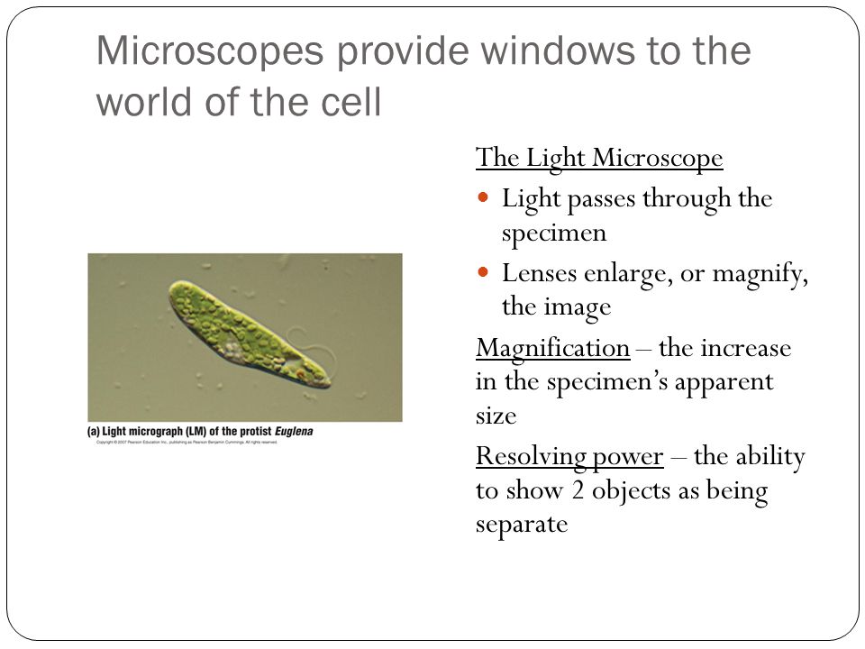 Microscopes provide windows to the world of the cell
