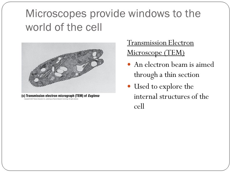 Microscopes provide windows to the world of the cell