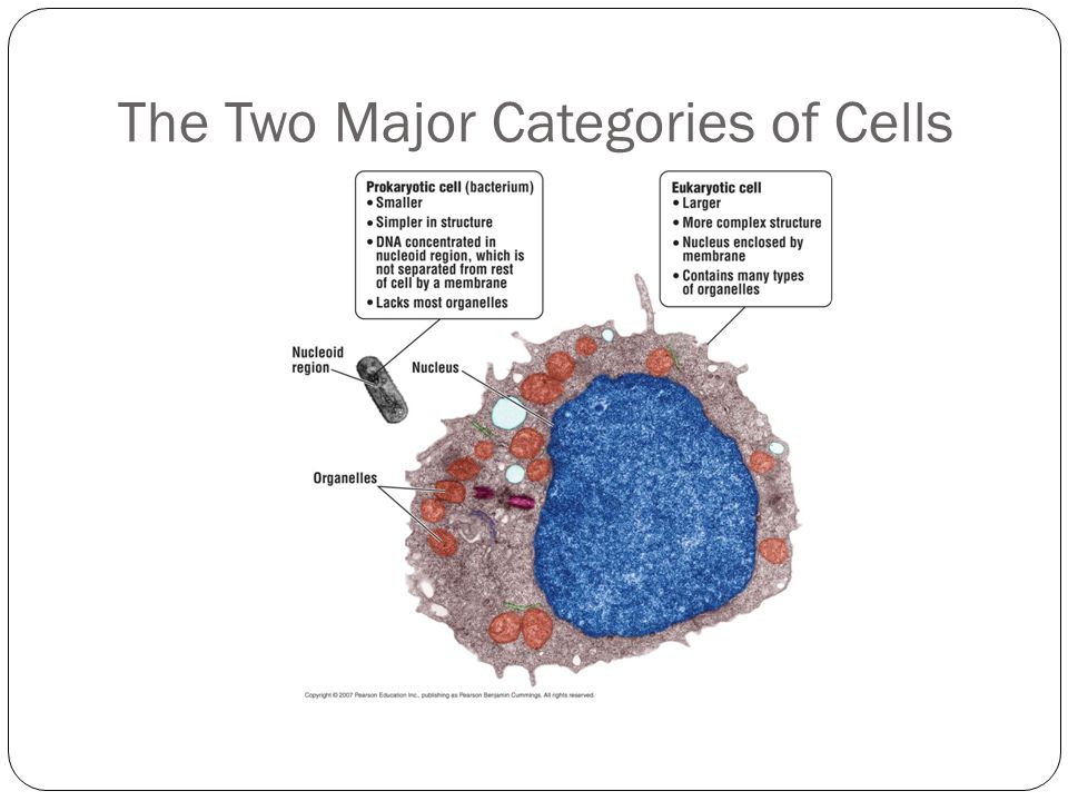 The Two Major Categories of Cells