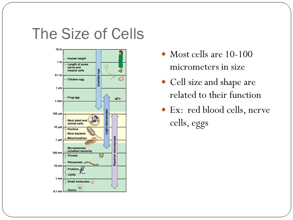 The Size of Cells Most cells are micrometers in size