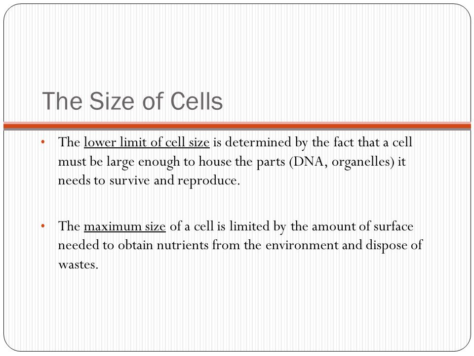The Size of Cells