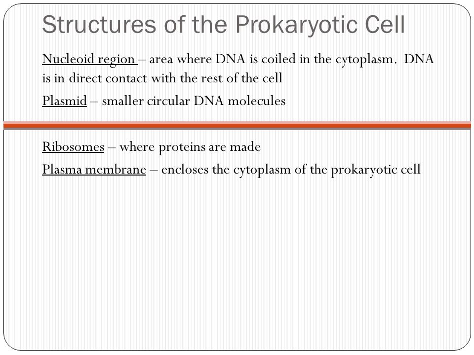 Structures of the Prokaryotic Cell