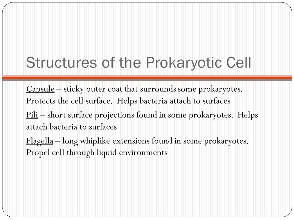 Structures of the Prokaryotic Cell