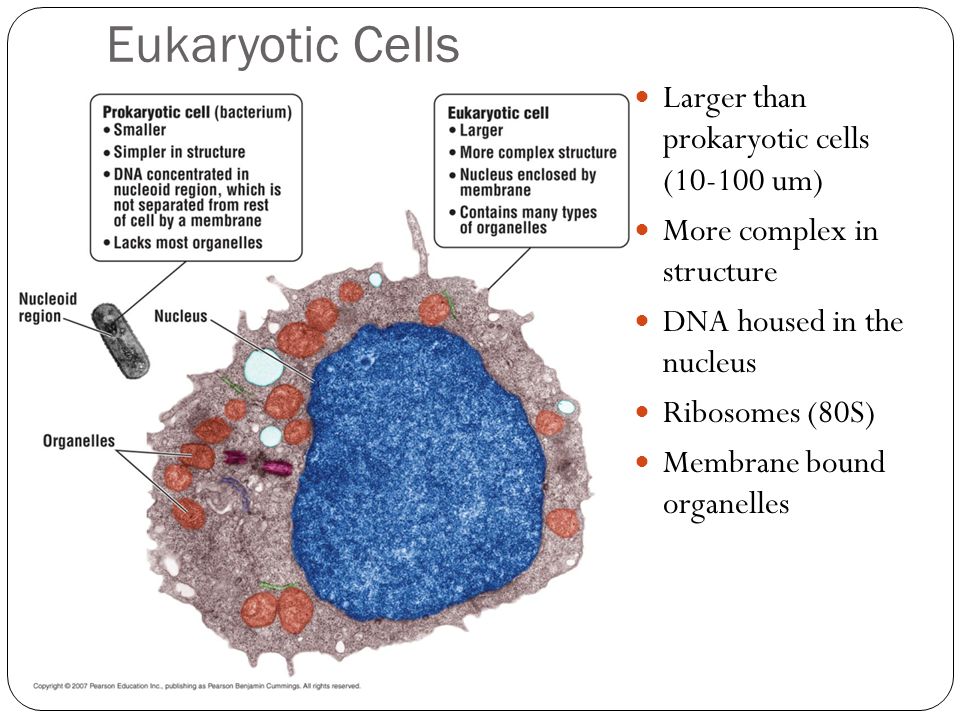 Eukaryotic Cells Larger than prokaryotic cells ( um)