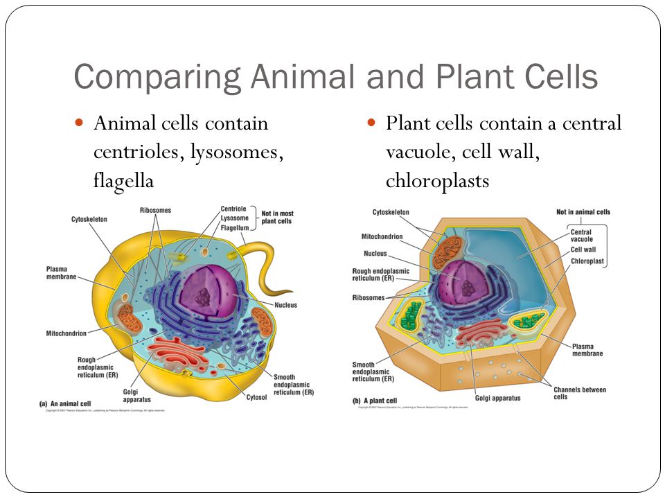 Comparing Animal and Plant Cells