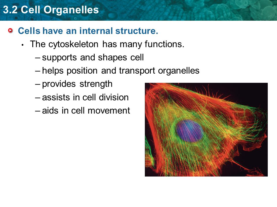 Cells have an internal structure.