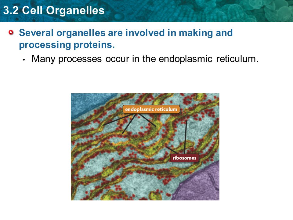 Several organelles are involved in making and processing proteins.