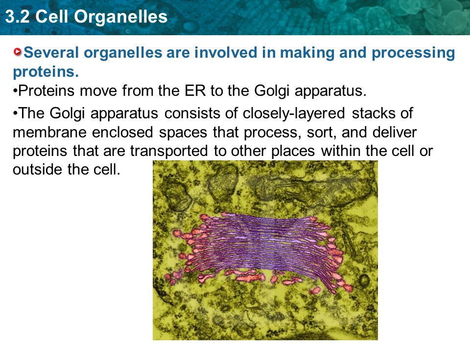 Several organelles are involved in making and processing proteins.