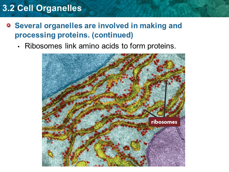 Several organelles are involved in making and processing proteins