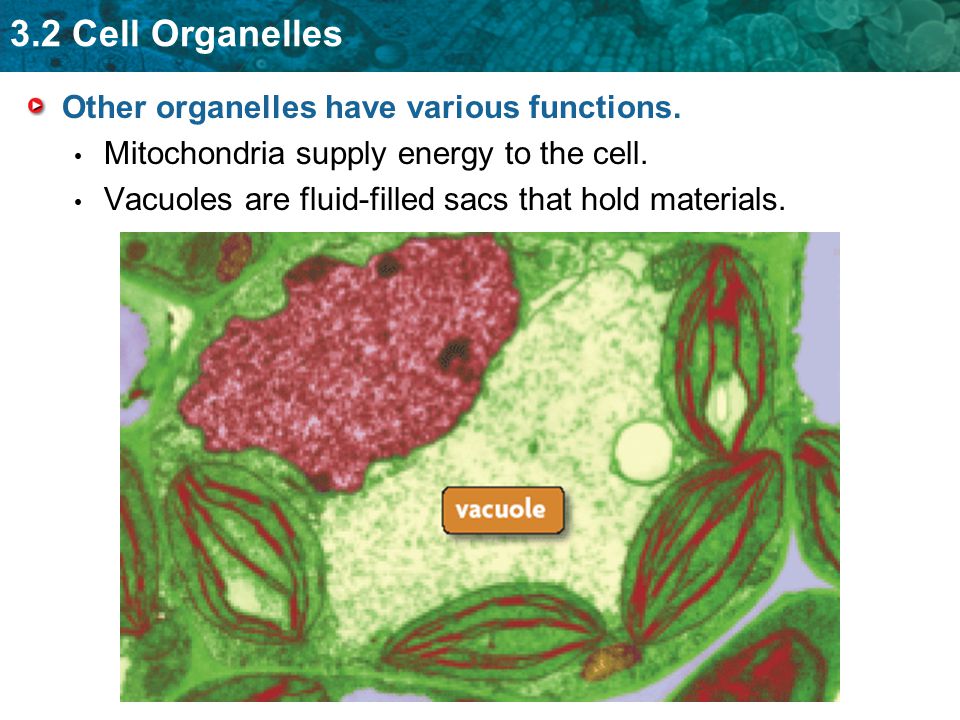 Other organelles have various functions.