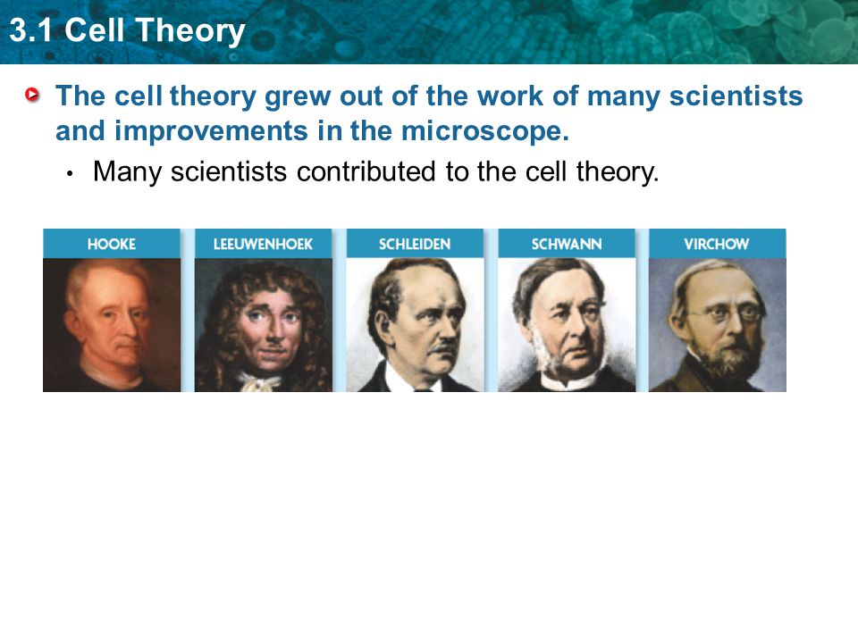 The cell theory grew out of the work of many scientists and improvements in the microscope.