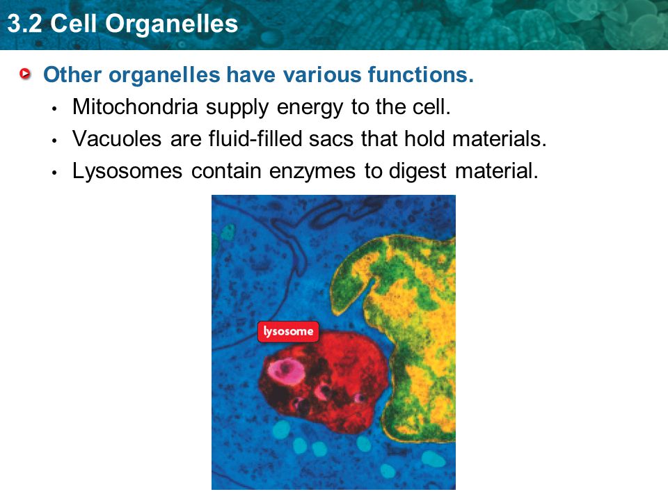 Other organelles have various functions.